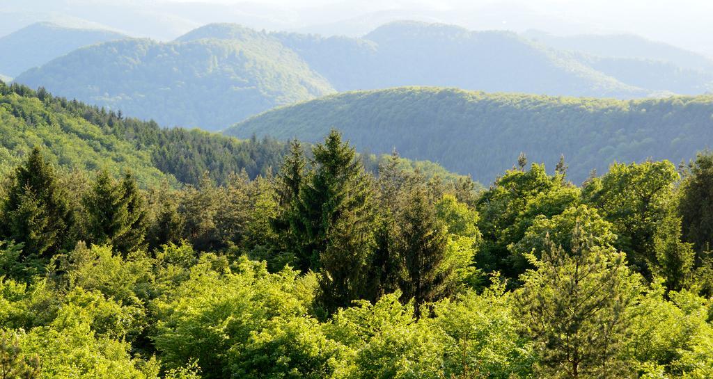 Le Gite De L'Ecureuil Sturzelbronn Εξωτερικό φωτογραφία